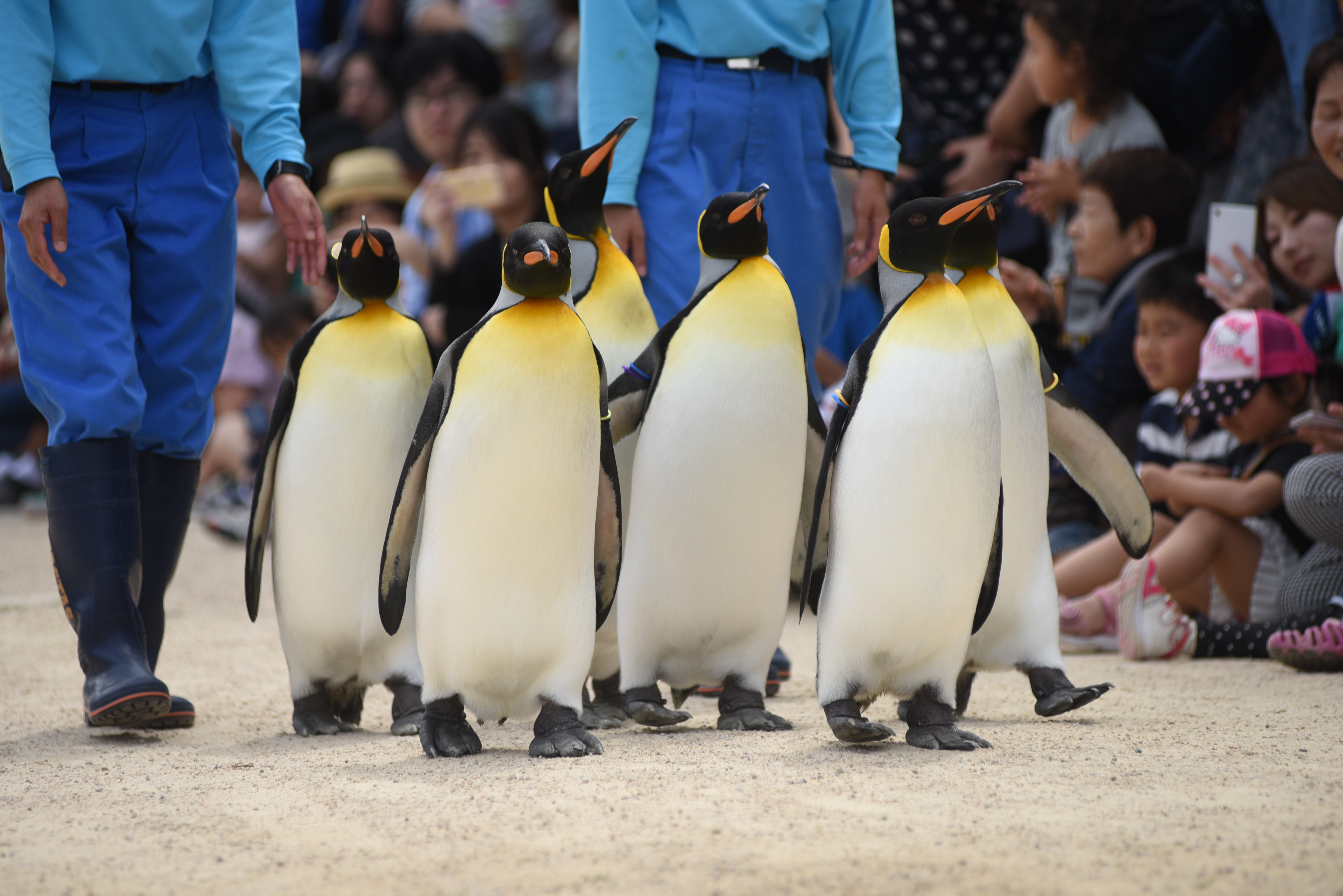 長崎ペンギン水族館イメージ