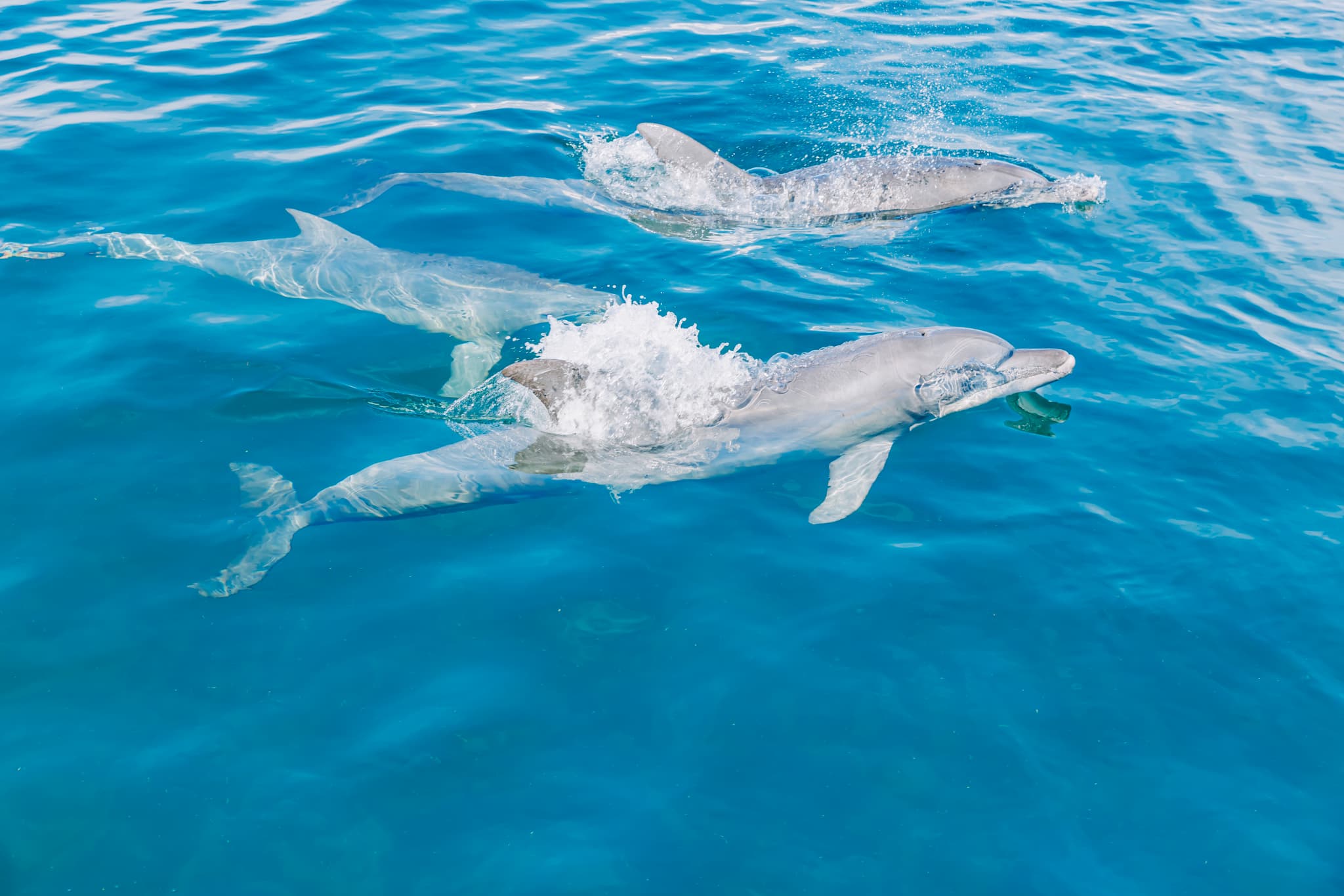 イルカウォッチング